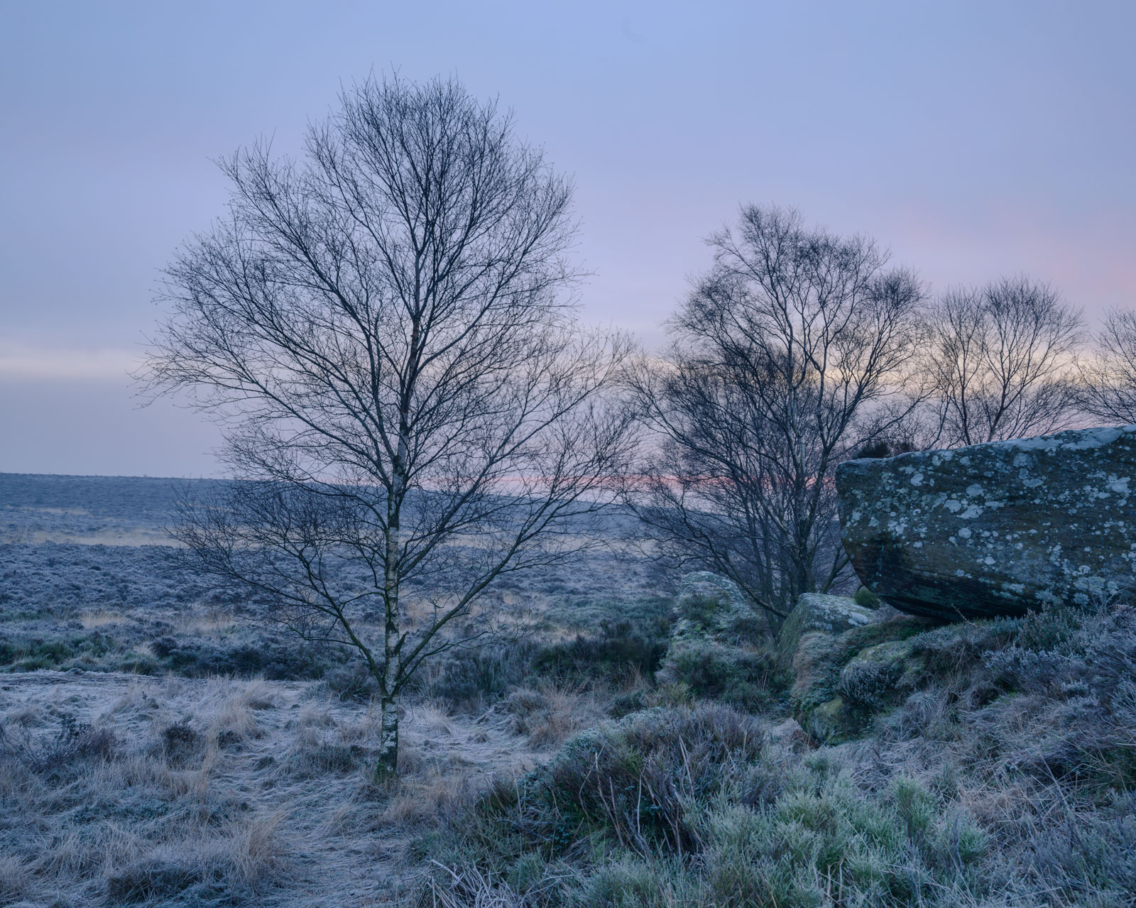 Birch trees and boulders at Dawn, Brimham Rocks